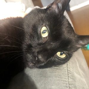 Meet your Posher, Talos